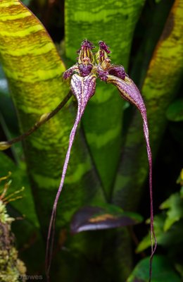 Bulbophyllum fascinator