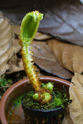 Elaphoglossum decoratum