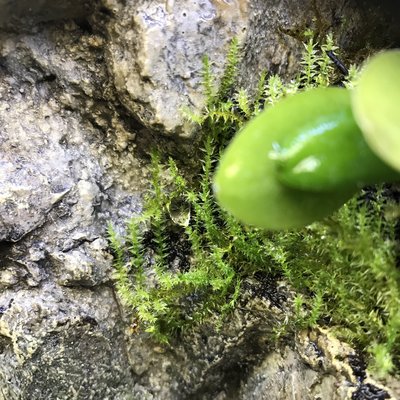 Mossan börjar klättra upp på väggen.