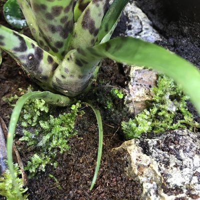 Någon/några ormbunkar och levermossor börjar växa till under en av bromeliorna.