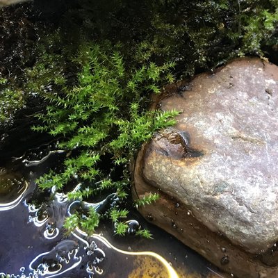 Mer mossa som ser ut att trivas.