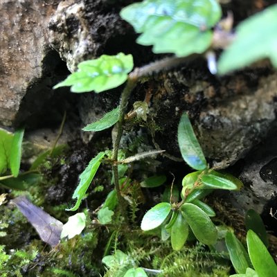 En av Fredriks sticklingar har börjat rota sig.