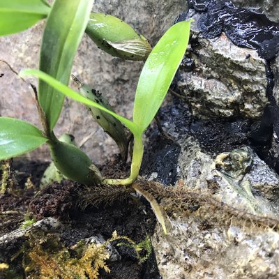 En Orkidé som skickar ut en fin lång rot.