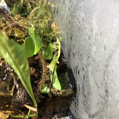 Litet rackarns skott av Hoya