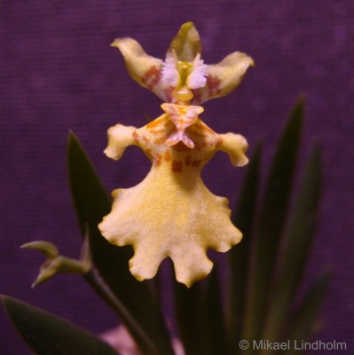 orcidae_3.jpg
