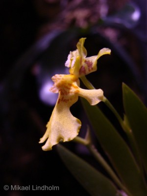 orcidae_8.jpg