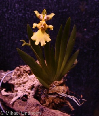 orcidae_6.jpg