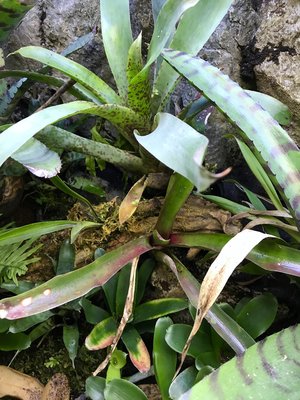 Det är på det bruna bladet ovan mitten det växer