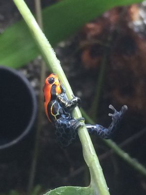 R. a ”Arena Blanca”