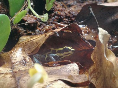 Ranitomeya Amazonica F-G