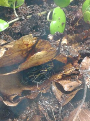 Ranitomeya Amazonica F-G