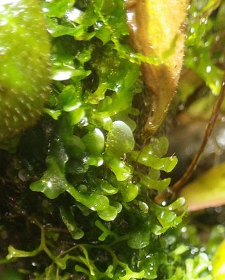 Lomariopsis Lineata2.JPG