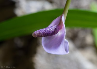 Anthurium sp.