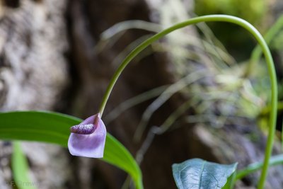 Anthurium sp.