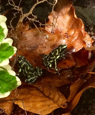 D.auratus ’Reticulated’