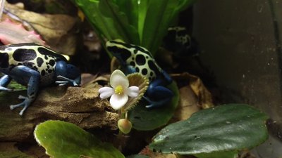 Begonia blancii 'Green form' 22.jpg