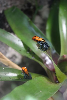 R. amazonica "Arena Blanca"