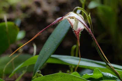 _IMG7490.jpg (414.85 KiB) Visad 9804 gånger Dracula cordobae