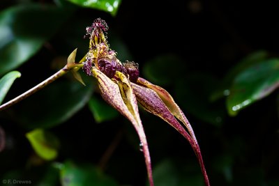 _IMG7539.jpg (445.67 KiB) Visad 10088 gånger Bulbophyllum fascinator