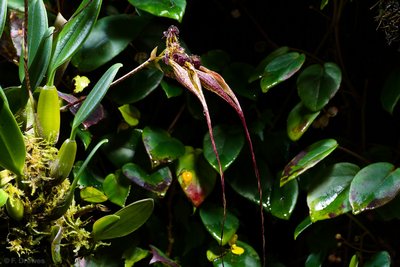 _IMG7542.jpg (776.08 KiB) Visad 9602 gånger Bulbophyllum fascinator