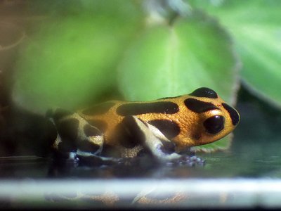 190123 Goldieboy (2).JPG