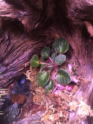 En liten sankt paulia