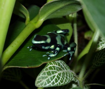 D.auratus.jpg