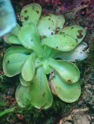 rsz_pinguicula (1).jpg