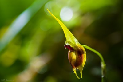 Masdevallia pinocchio.jpg (417.81 KiB) Visad 10486 gånger Masdevallia pinocchio