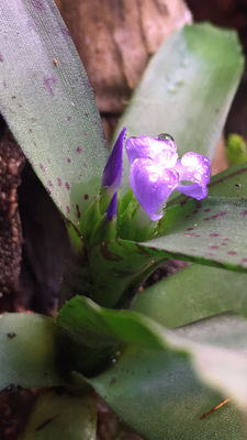 F27D8EDF-6E74-48C9-8623-57223E12D3FD.png (2.09 MiB) Visad 10251 gånger Neoregelia lilliputiana