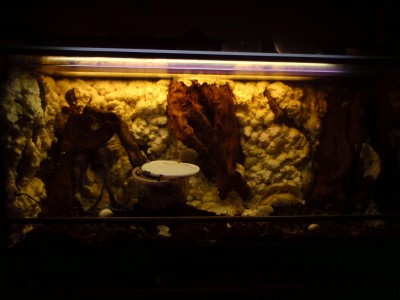 Mangrove rötter fastskummade