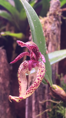 21A9199F-CB9E-46ED-B46B-2729175AC581.png (2.19 MiB) Visad 10336 gånger bulbophyllum lasiochilum