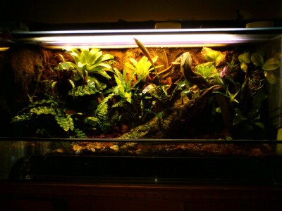 Slutligen planterades där en del och efterhand när mangrove rötterna blev blöta klipptes det Javamossa och sattes dit som grodde bra. I hålen på bakgrunden satte jag ekbladsficus som efter hand växte och klädde in stora delar av bakgrunden.