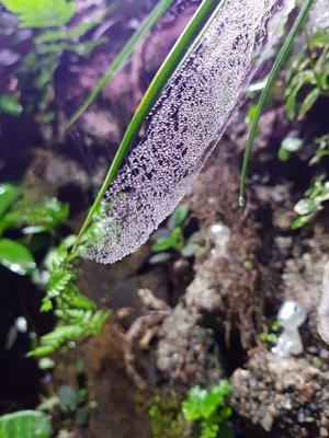 Spindel nät i nån grodorna åt upp alla spindlar. Nu finns det inga nät i terrariumet.