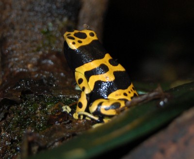 lägg märke till flugan på huvudet ;) irriterande?