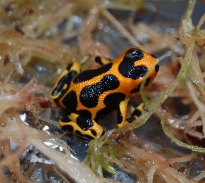 intermedius.jpg