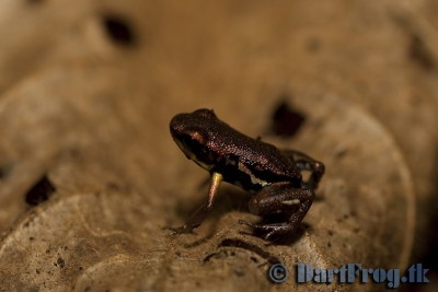 Lägg märke till den gula signalfläcken på frambenet