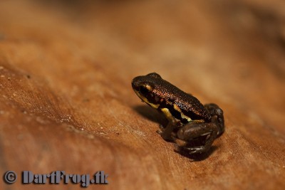 Lägg märke till att den här varianten har helteckande rött på ryggen