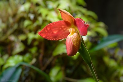 Phragmipedium besseae