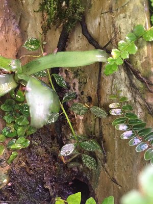 En bild på porslinsblomman som jag fick av tummen