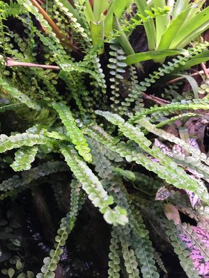 Asplenium spec. Panama
