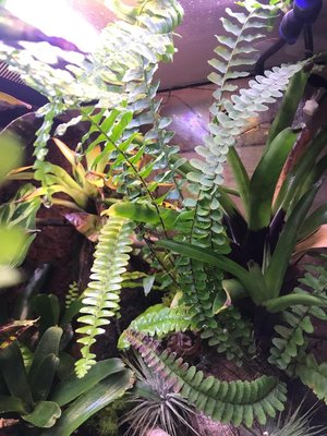 Någon form av ormbunke som kom från spangum mossa