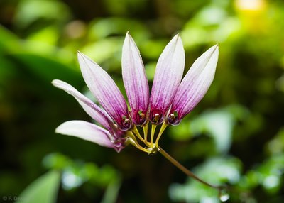 Bulbophyllum lepidum
