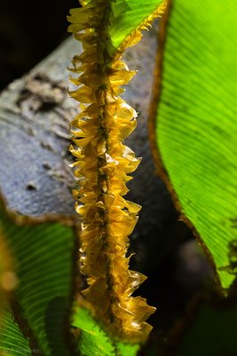Elaphoglossum decoratum