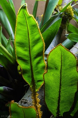 Elaphoglossum decoratum