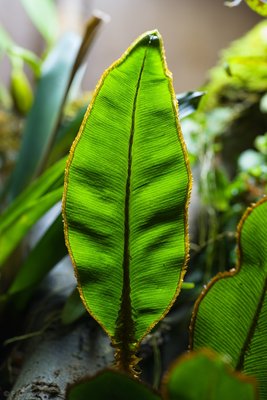 Elaphoglossum decoratum