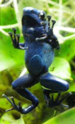 frogs 010web.jpg