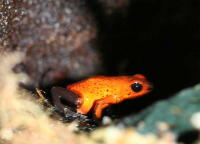 Pumilio "black jeans" hane