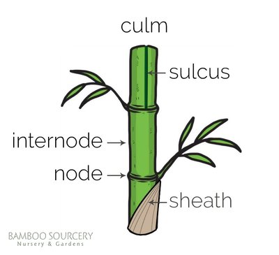 bamboo-parts.jpg