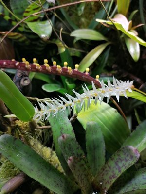 Några orkisar i blom